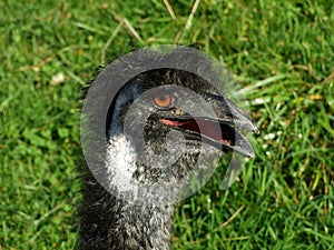 The emu Dromaius novaehollandiae or Der Emu, Abenteurland Walter Zoo