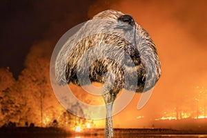 Emu Dromaius novaehollandiae endangered by bushfire.
