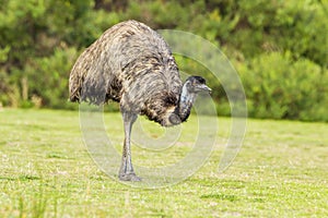 Emu Dromaius novaehollandiae grazing in the Australian bush.