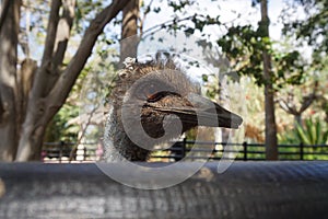 Emu or Dromaius novaehollandiae head and attentive look