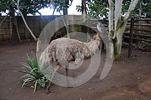 Emu Dromaius novaehollandiae head and neck isolated close-up in the Jungle Park, Tenerife, Canary Islands, Spain