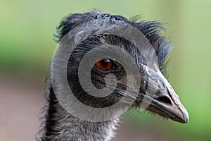 Emu (dromaius novaehollandiae photo