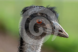 Emu (dromaius novaehollandiae photo