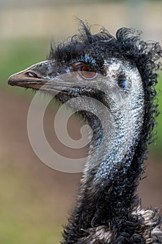 Emu (dromaius novaehollandiae photo