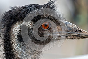 Emu (dromaius novaehollandiae photo