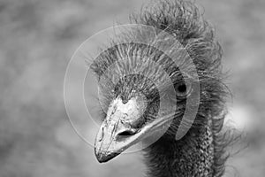 Emu Dromaius novaehollandiae head and upper neck portrait in BW