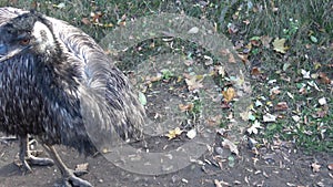 Emu Dromaius novaehollandiae. A large Australian flightless bird