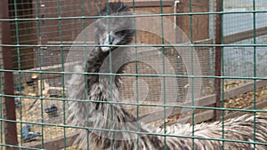 Emu Dromaius novaehollandiae looking around video in captivity. A wire fence in background