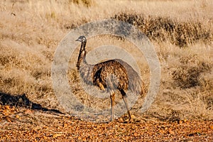 The emu Dromaius novaehollandiae in the natural habitat