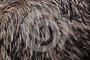 Emu (Dromaius novaehollandiae). Plumage texture.