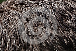 Emu (Dromaius novaehollandiae). Plumage texture.