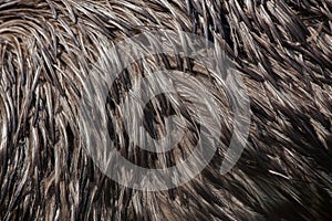 Emu (Dromaius novaehollandiae). Plumage texture.