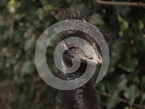 Emu Dromaius novaehollandiae portrait