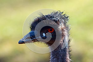 The emu Dromaius novaehollandiae, portrait. Emu portrait with green background