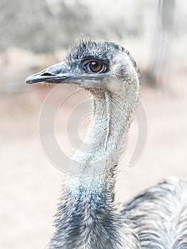 Emu Dromaius novaehollandiae, the second-largest living bird by height