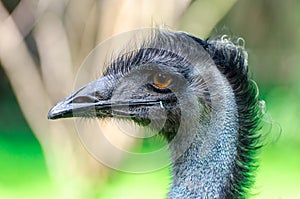 The emu Dromaius novaehollandiae is the second-largest living bird by height, after its ratite relative, the ostrich