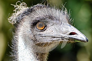 The emu Dromaius novaehollandiae is the second-largest living bird by height, after its ratite relative, the ostrich