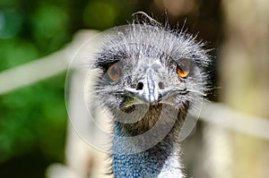 The emu Dromaius novaehollandiae is the second-largest living bird by height, after its ratite relative, the ostrich
