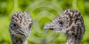 Emu Dromaius novaehollandiae small chickens