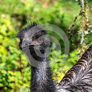 Emu, Dromaius novaehollandiae standing in grass in its habitat