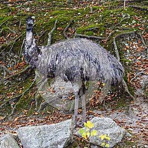 Emu, Dromaius novaehollandiae standing in grass in its habitat