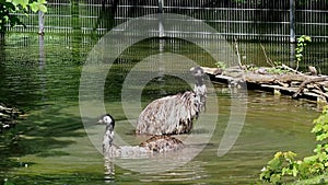 Emu, Dromaius novaehollandiae standing in its habitat