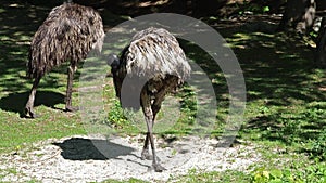 Emu, Dromaius novaehollandiae standing in its habitat