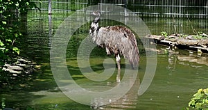 Emu, Dromaius novaehollandiae standing in its habitat