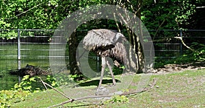 Emu, Dromaius novaehollandiae standing in its habitat