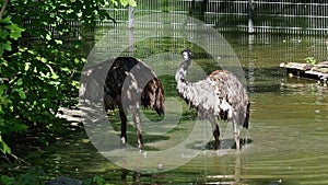 Emu, Dromaius novaehollandiae standing in its habitat