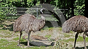 Emu, Dromaius novaehollandiae standing in its habitat