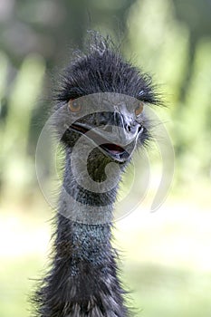 Emu - Portrait photo