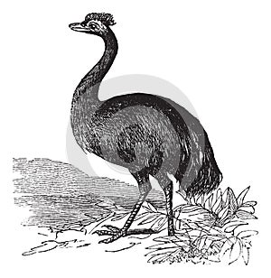 Emu or Dromaius novaehollandiae, vintage engraving