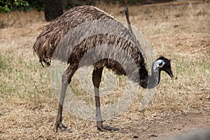 Emu Dromaius novaehollandiae. photo