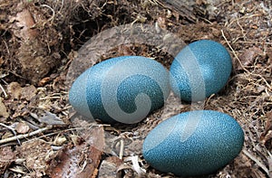 Three emu eggs on the dry ground photo