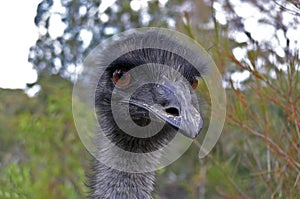 Emu Face