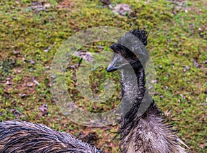 Emu face in closeup, adorable portrait of a flightless bird from Australia