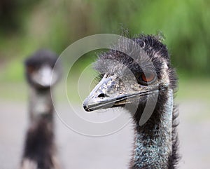 Emu Face In A Farm