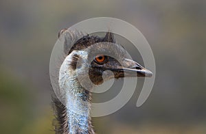 Emu face profile with copy space