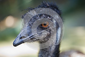 Close up of Emu face at Zoo. Animals and Birds