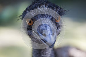 Close up Emu face at Zoo. Animals and Birds