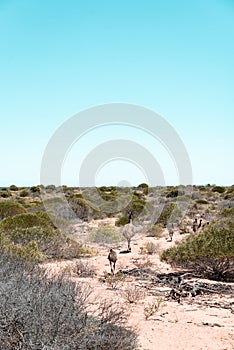 Emu family walking through Australian bushland