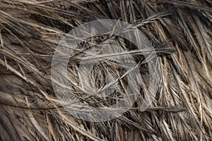 Emu Feathers close up