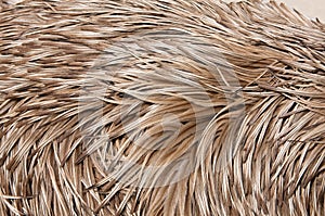 Emu feathers up close