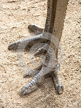 Emu feet photo