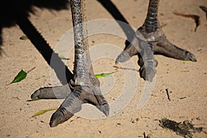 Emu feet close-up