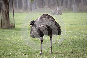 the emu is in a field