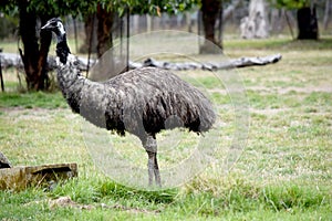 the emu is in a field