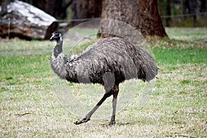 the emu is in a field
