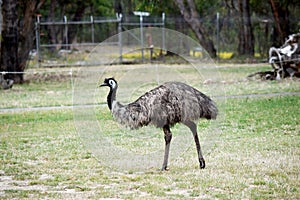 the emu is in a field